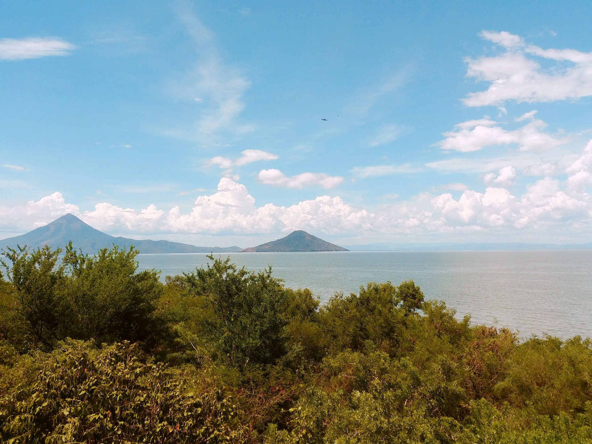 green-leafed trees near sea