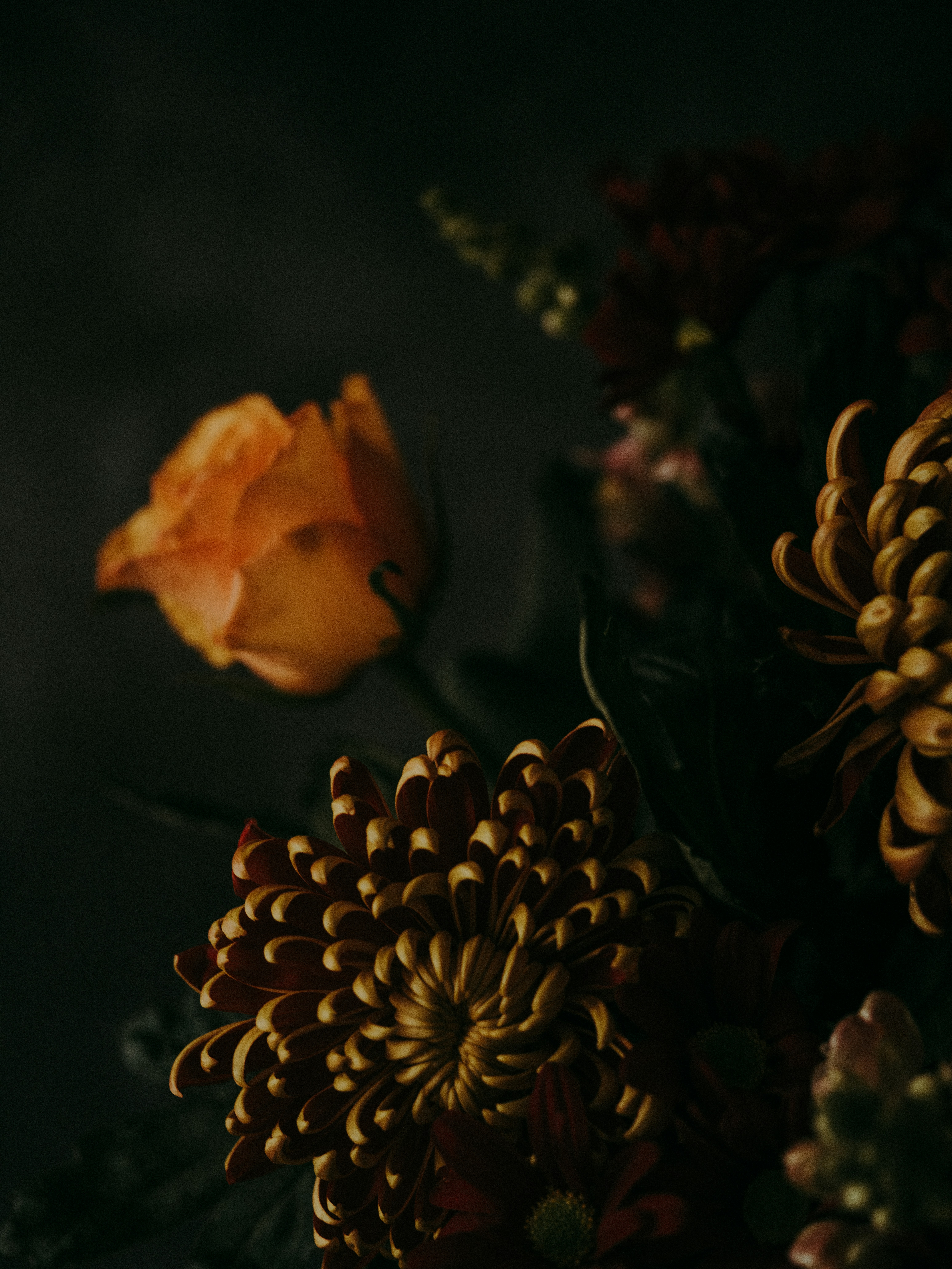 white flower photo – Free Plant Image on Unsplash