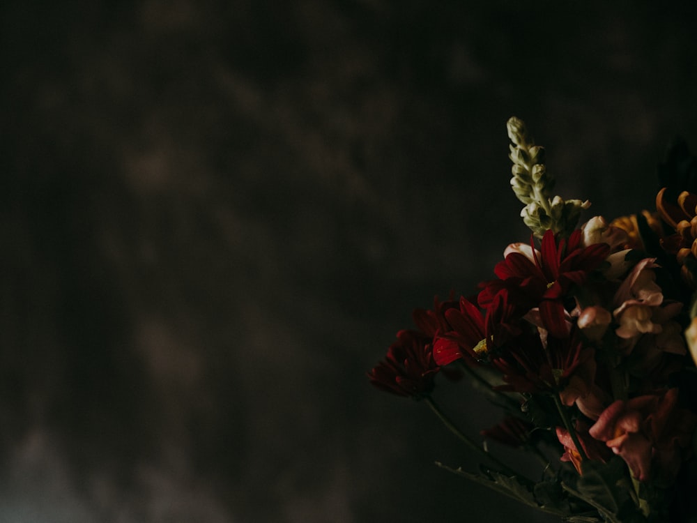 red petaled flower