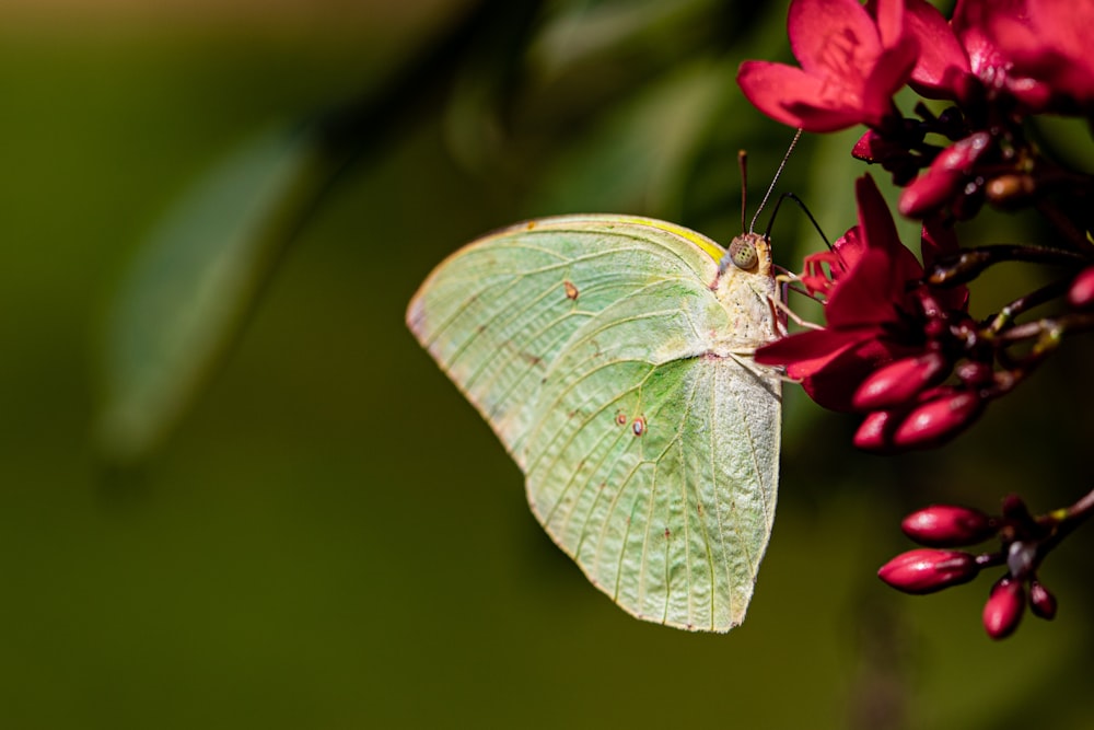 green moth perching on red petaled flower