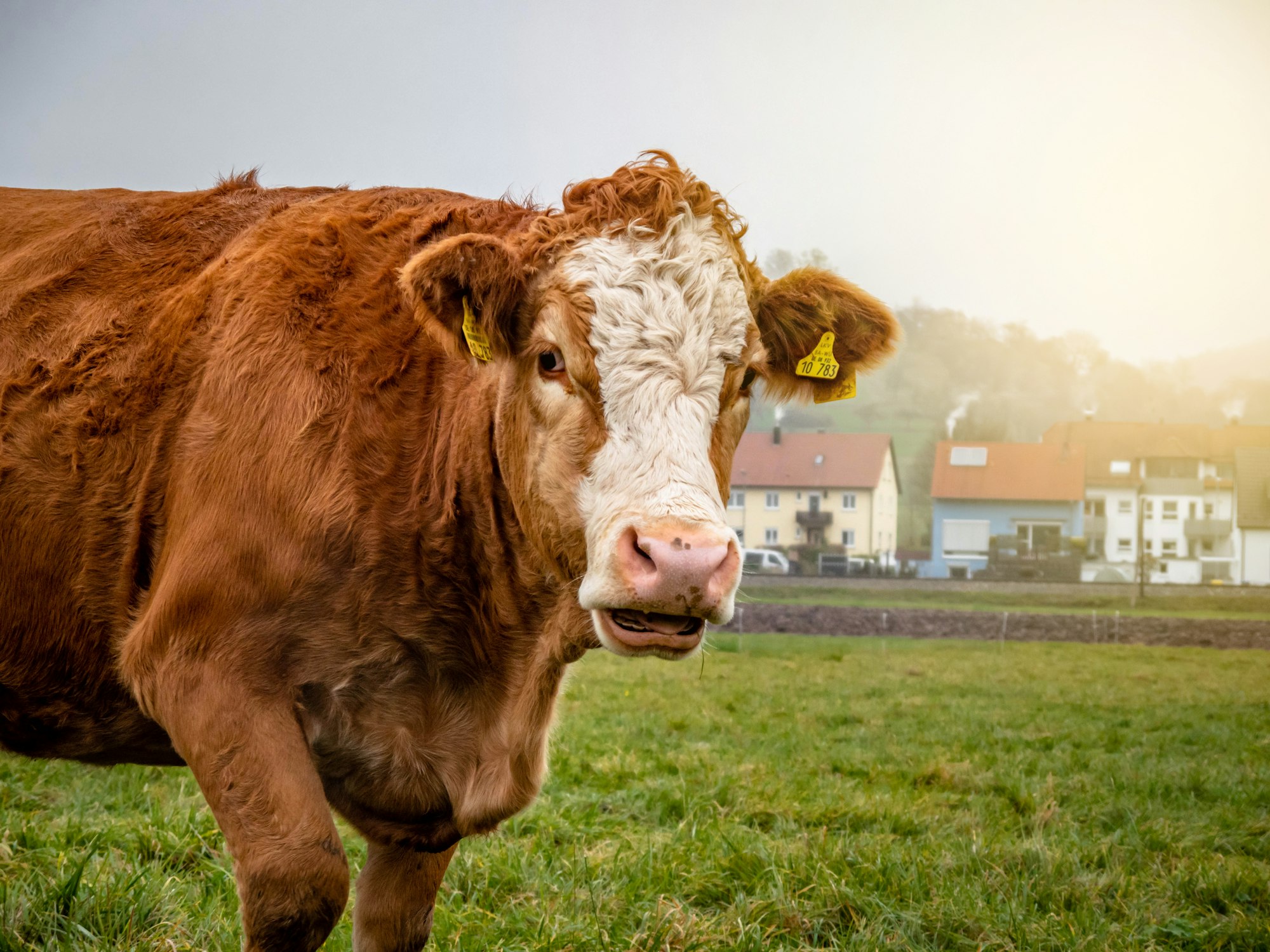 Cow posing with the sun shining!