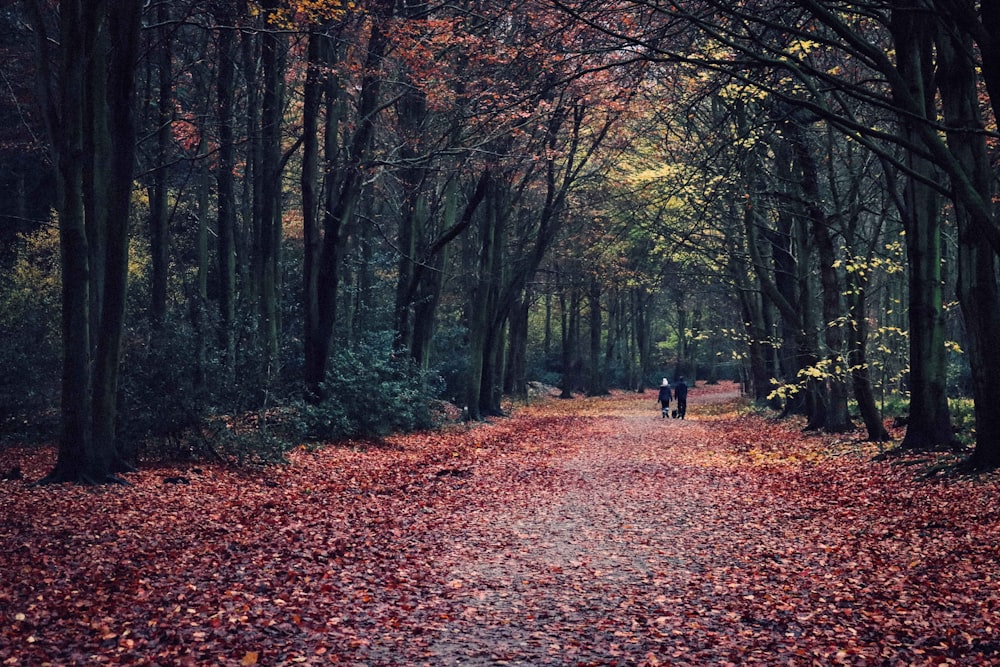 dried leaves on road between trees