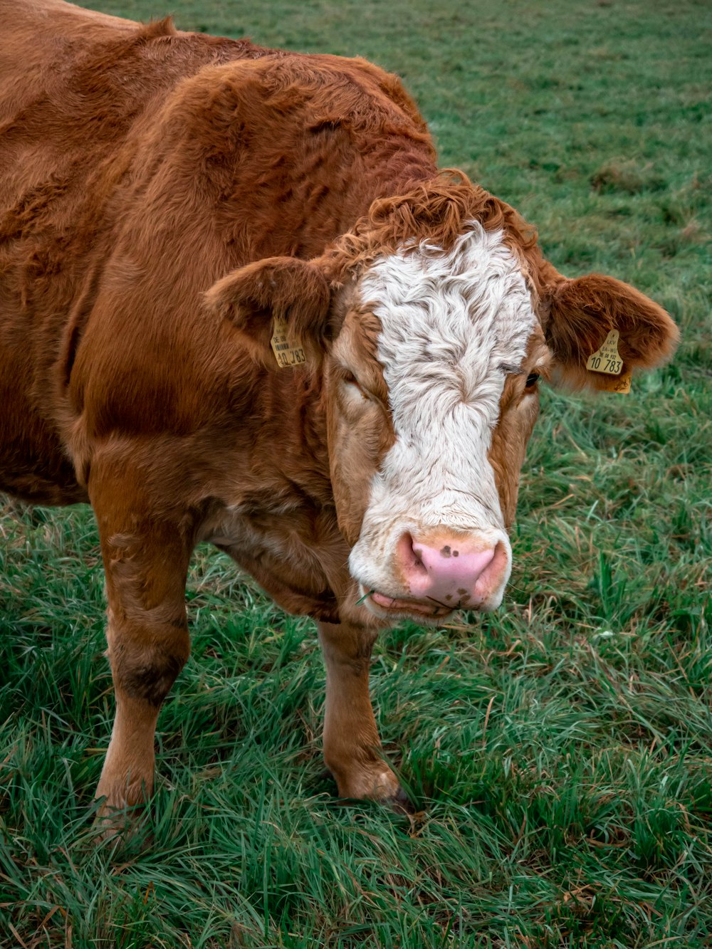 west highland cattle on field