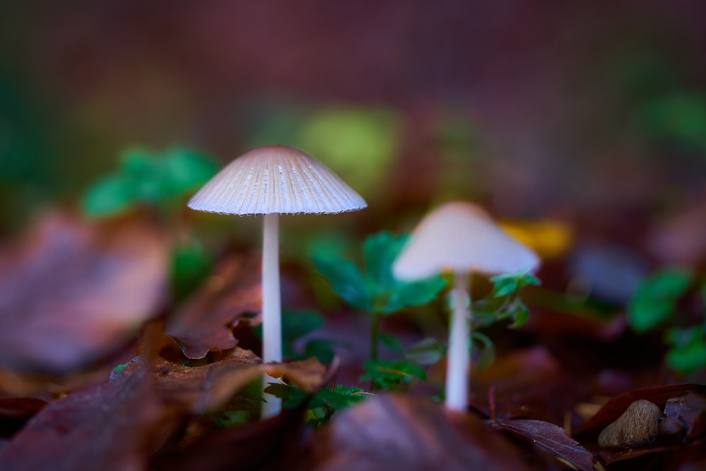 white and brown mushroom photograph