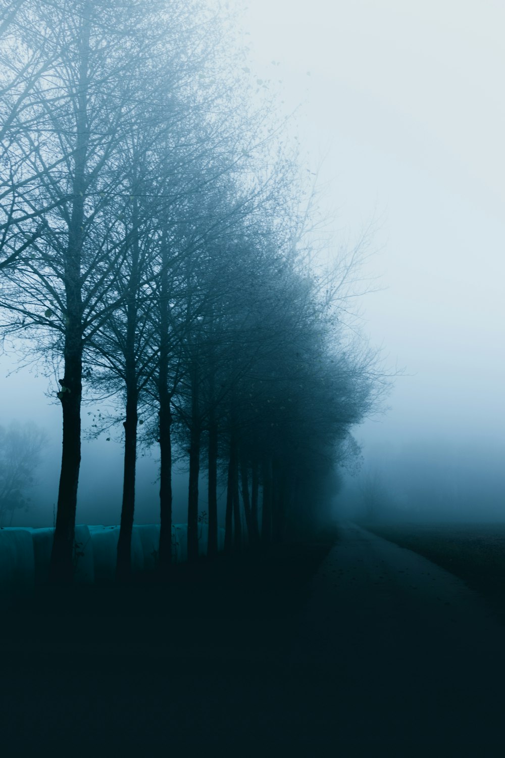 bare trees in fog