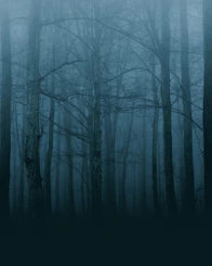 forest trees photograph
