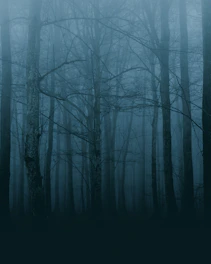 forest trees photograph