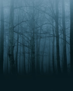 forest trees photograph
