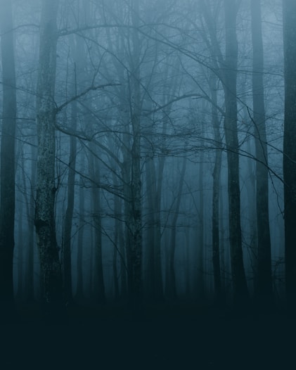 forest trees photograph