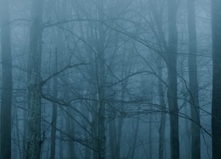 forest trees photograph