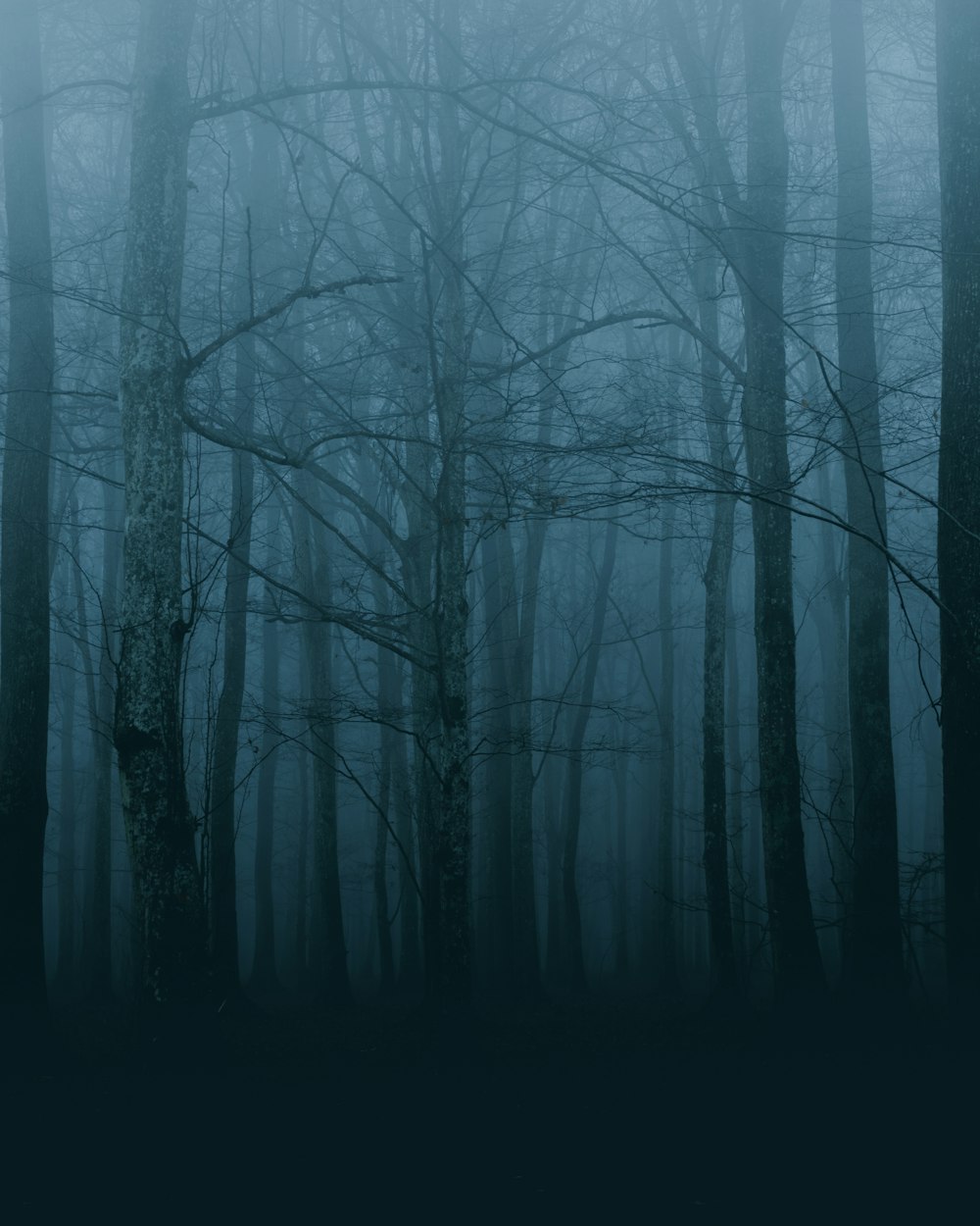 Scary Forest Pictures | Download Free Images on Unsplash