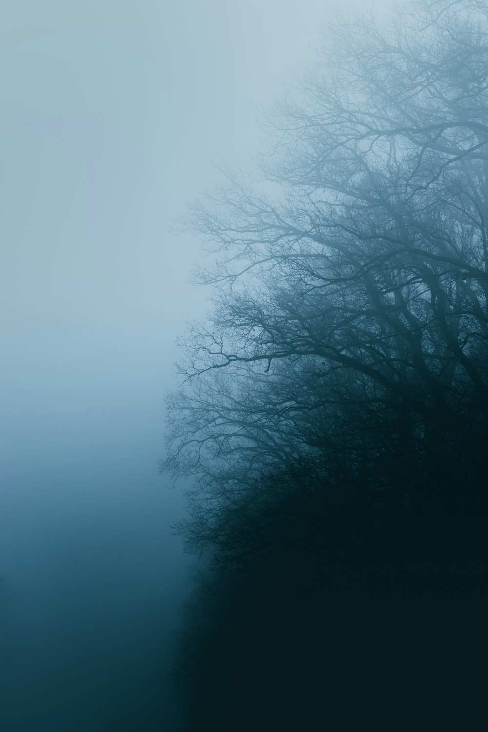 alberi coperti di nebbia