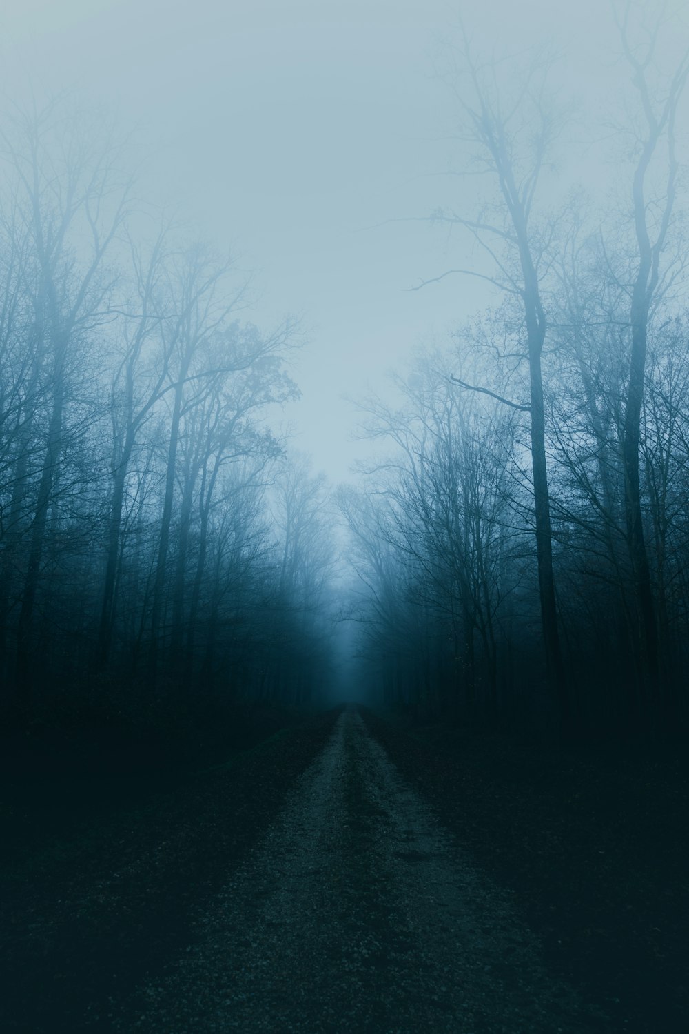 road surrounded with trees covered with mist