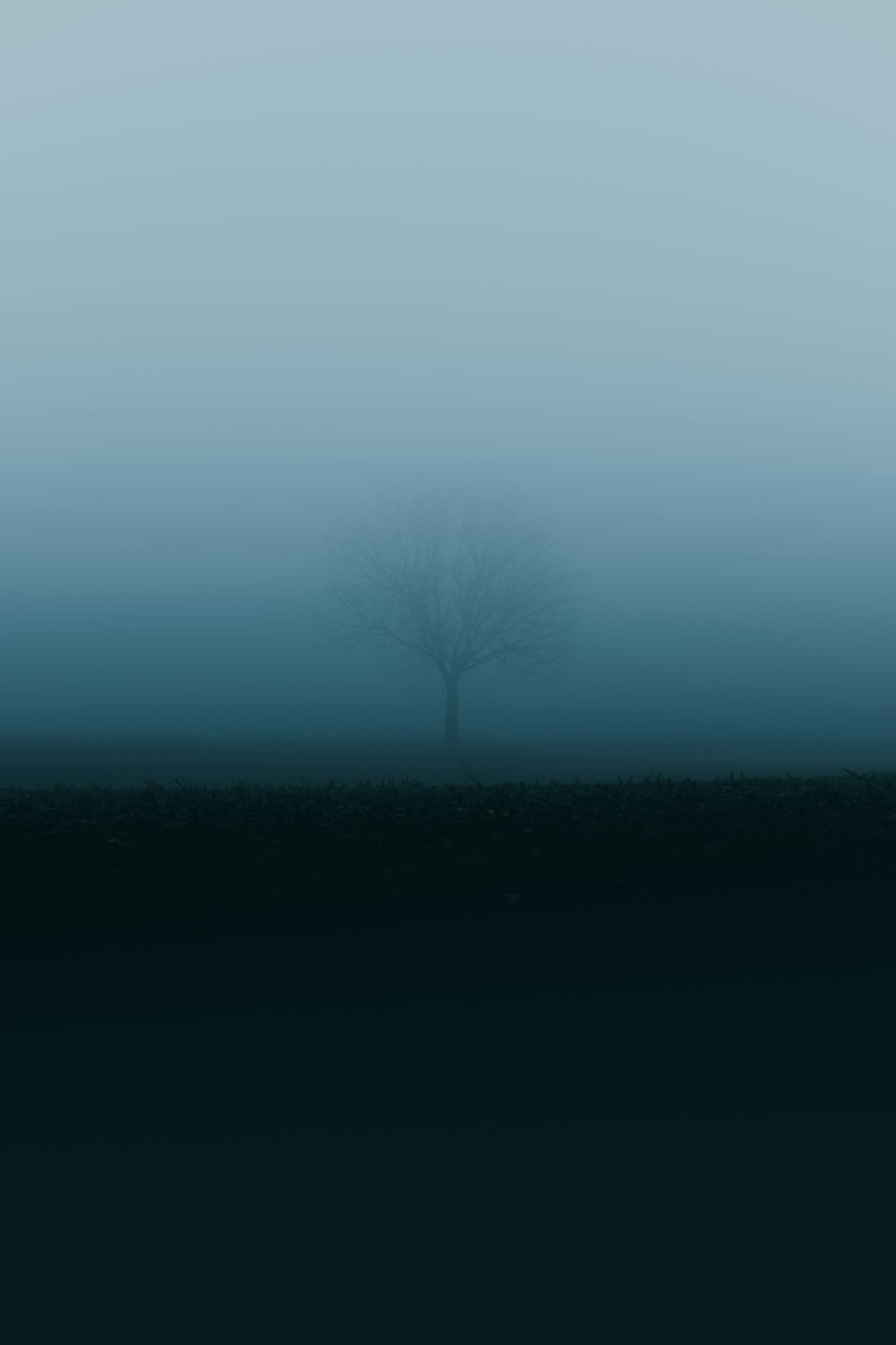 a lone tree in the middle of a foggy field