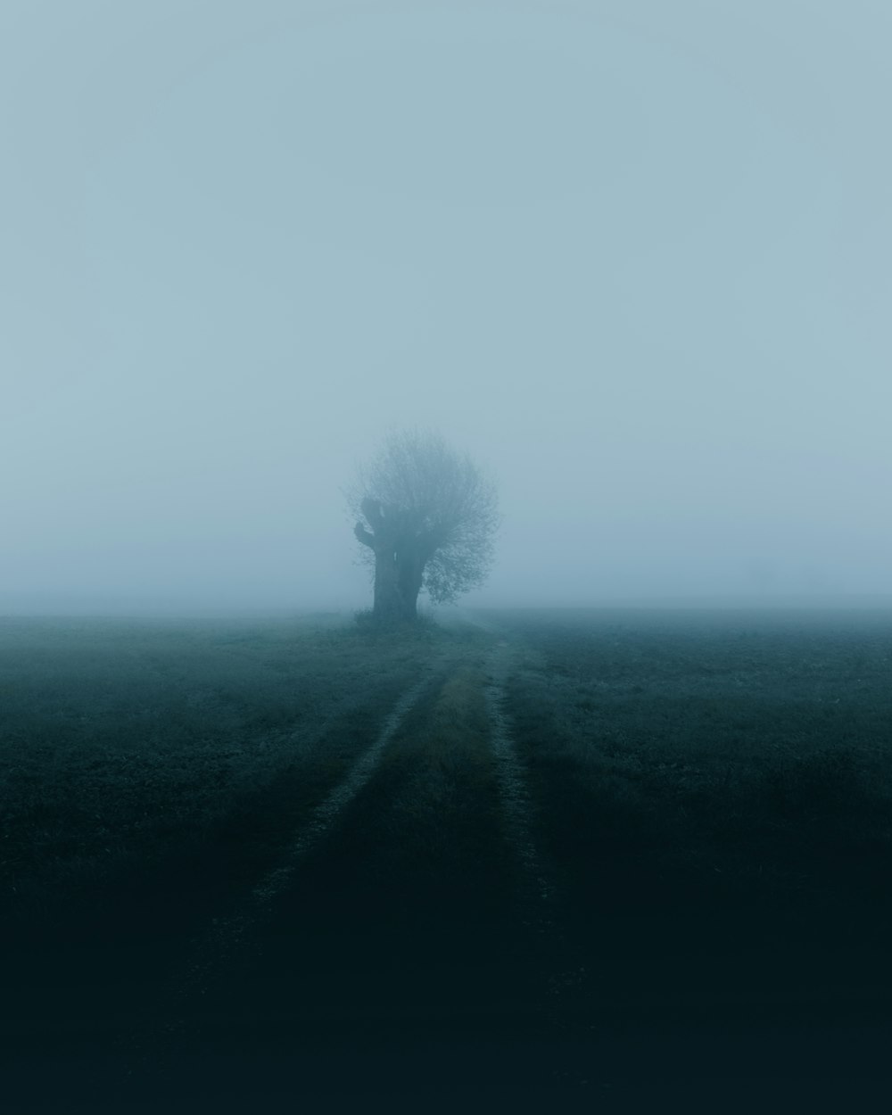 silhouette of tree surrounded by fog]