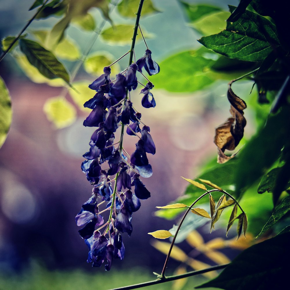 purple petaled flower