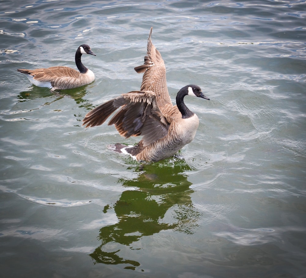 two brown geese on body of water