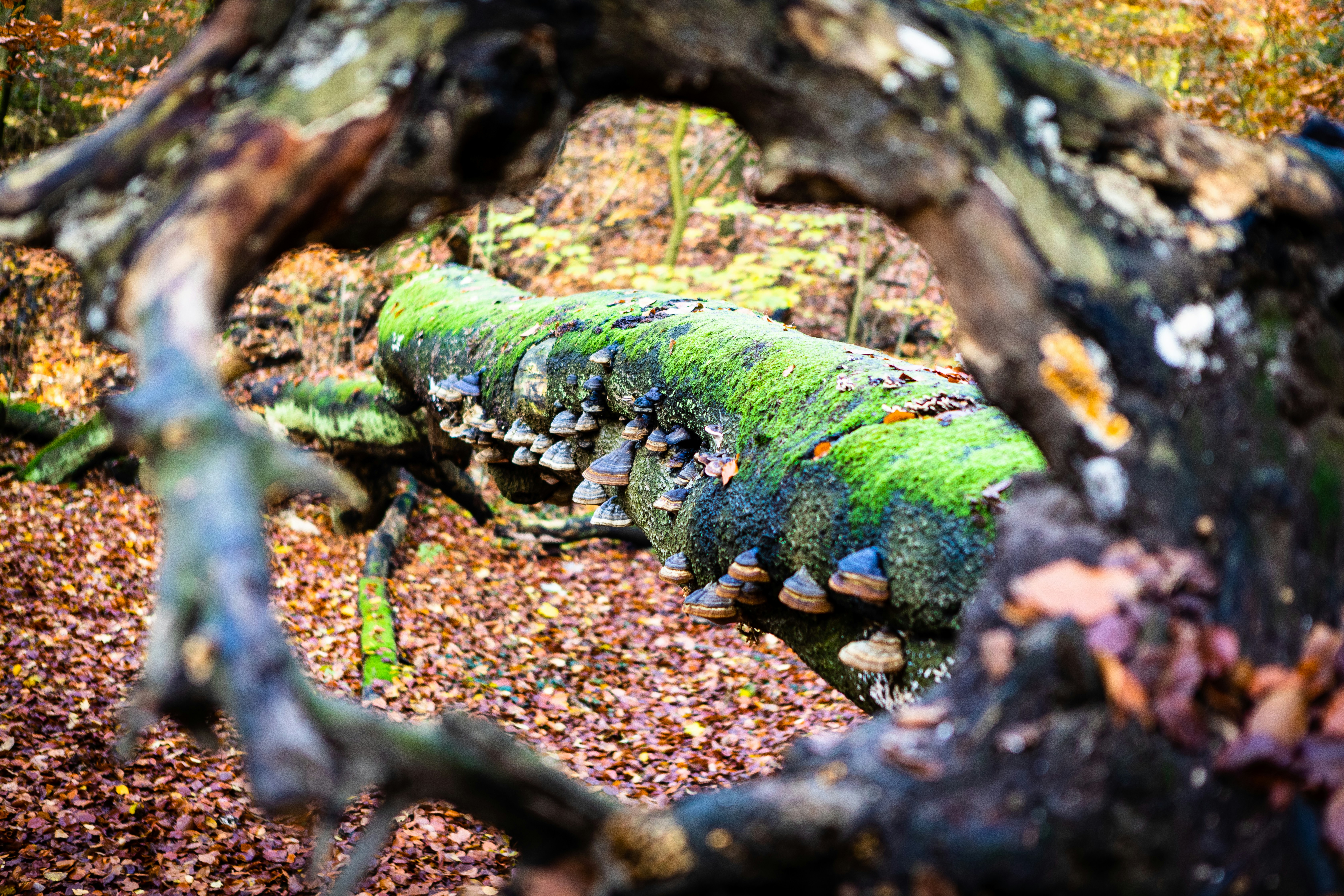 une bûche moussue au milieu d’une forêt