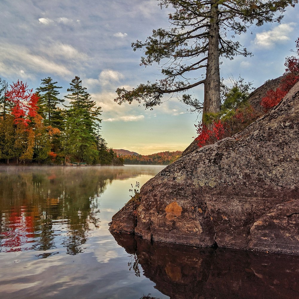 calm body of water by rock with tree during daytime