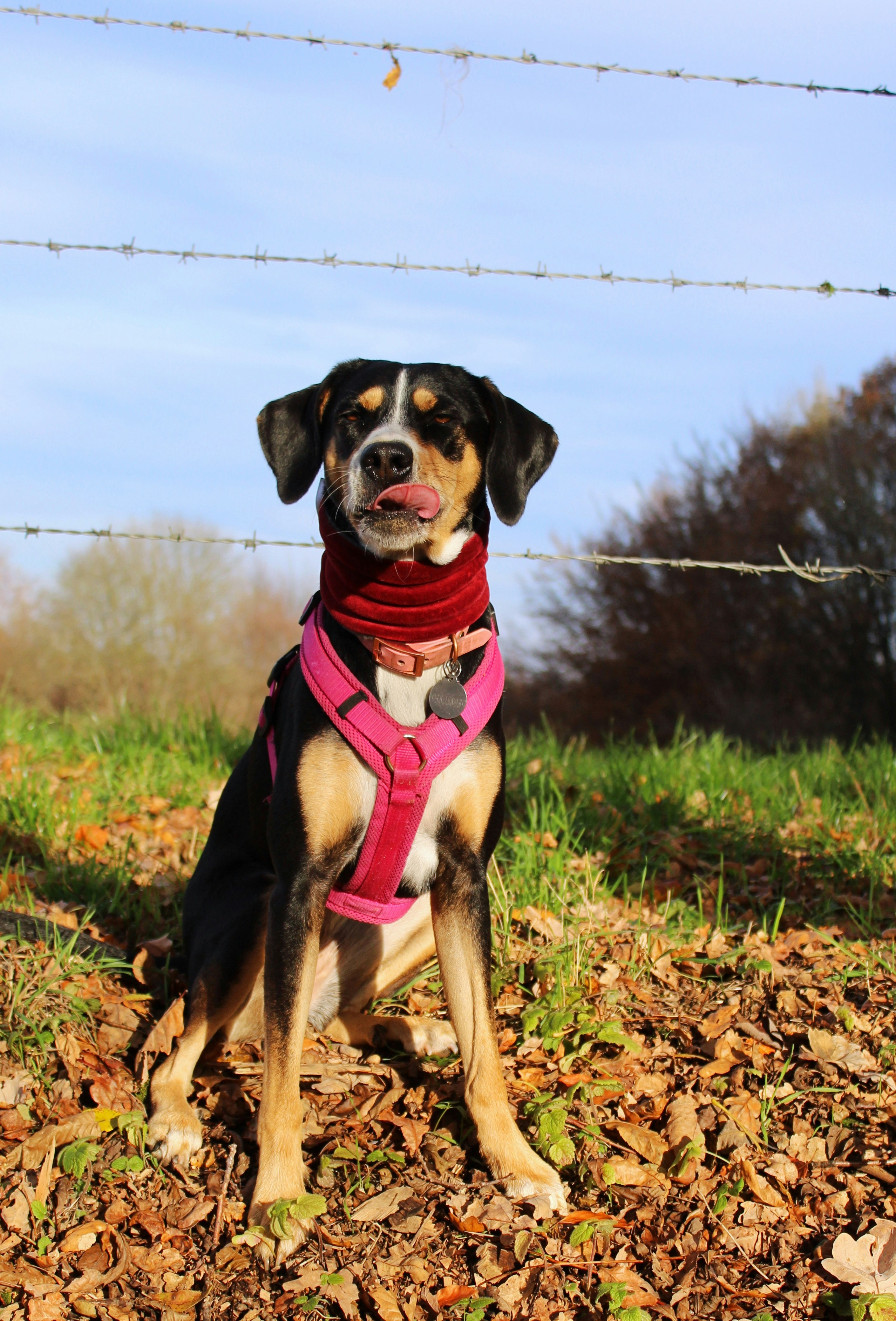 selective focus photography of brown and black dog beside barbed wire fence