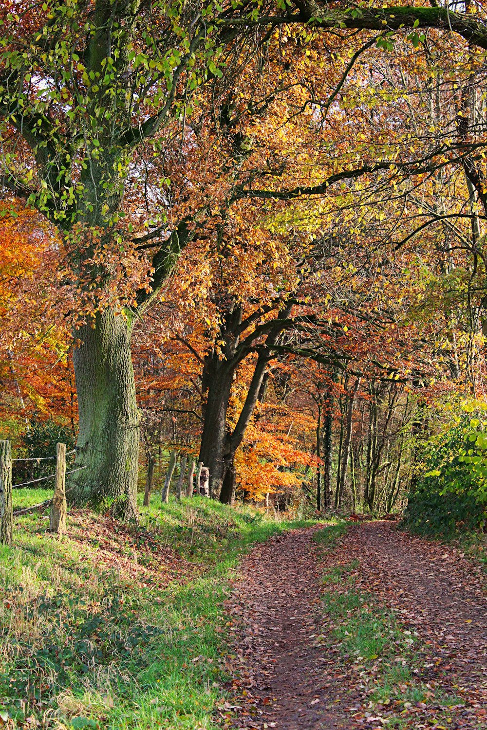 green and brown trees during daytime