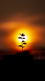 silhouette of sprout during golden hour