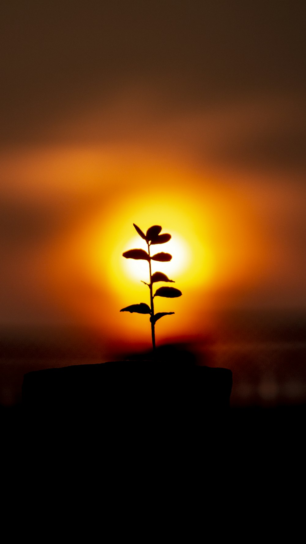 silhouette of sprout during golden hour