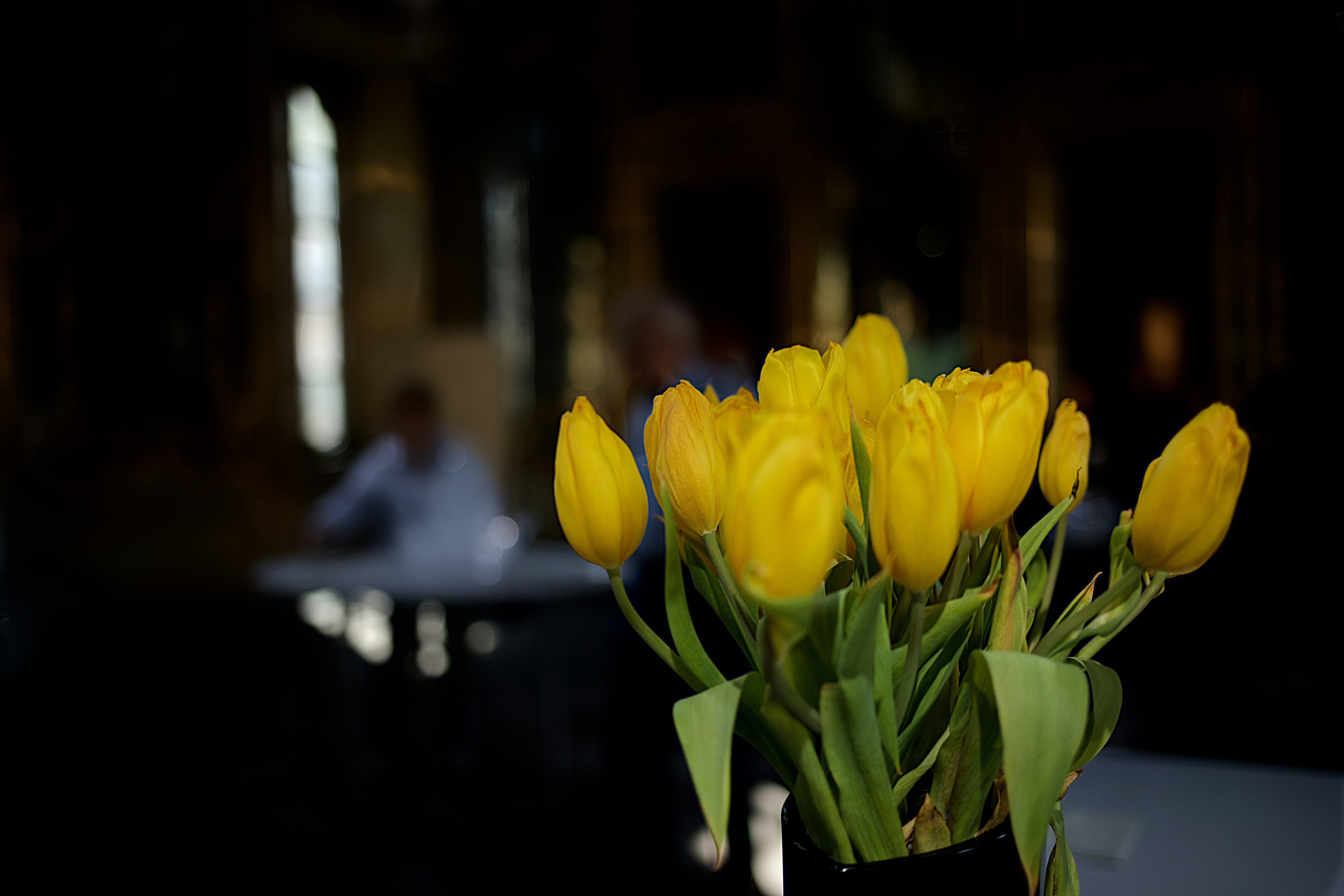 yellow tulips