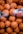 brown Spalding basketball lot