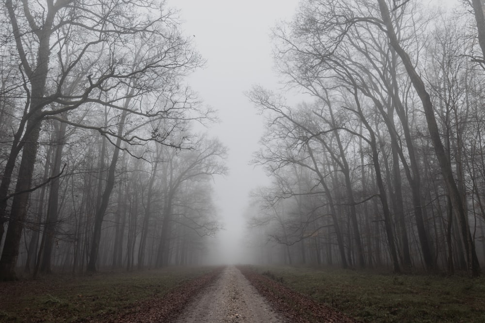 route entre les arbres pendant la journée