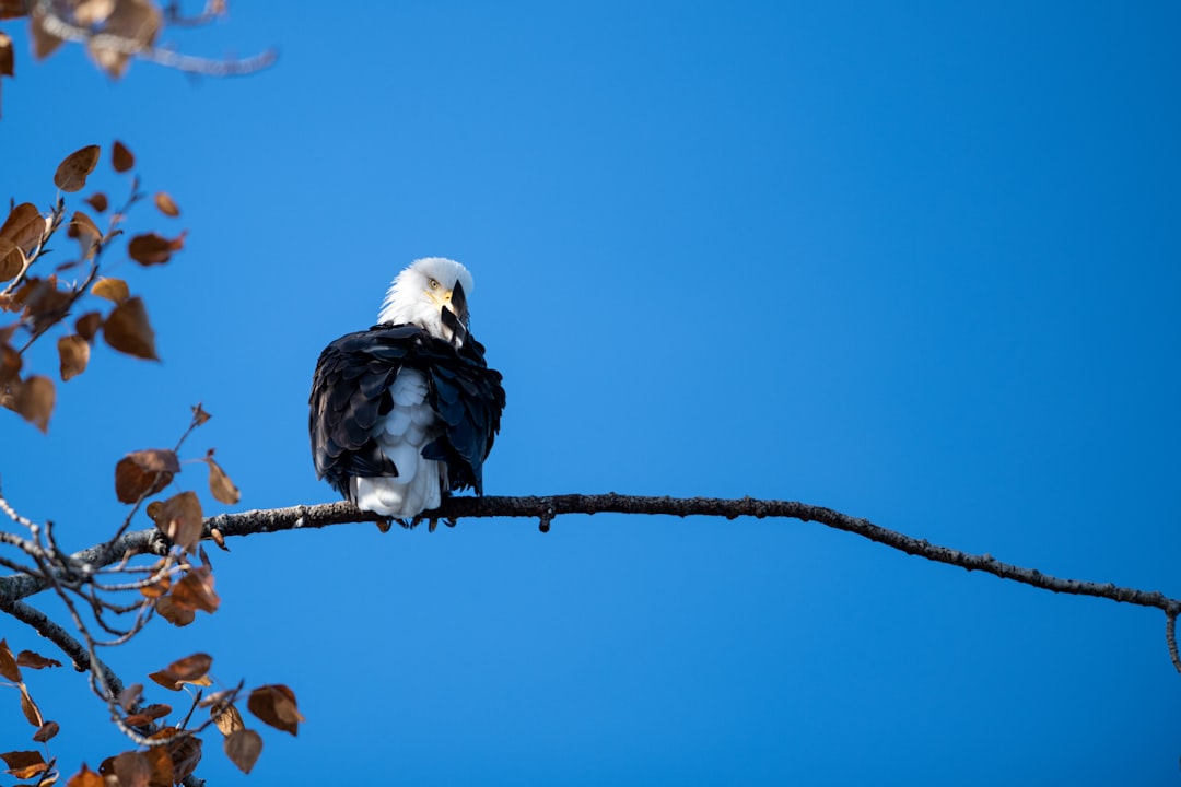 bald eagle on tree brunch