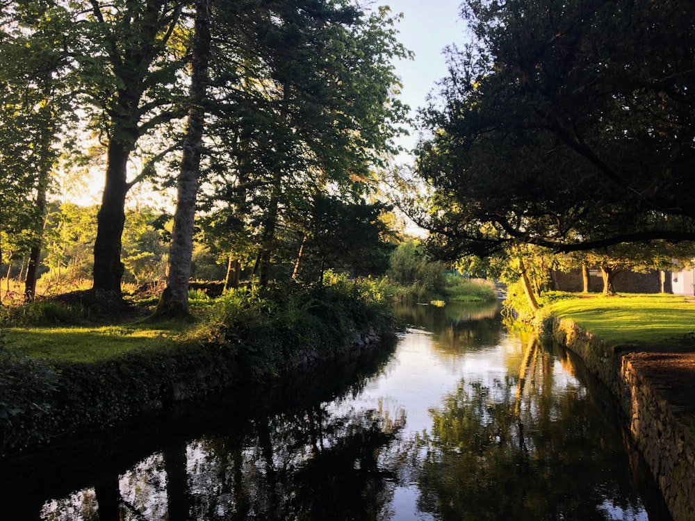 body of water and trees