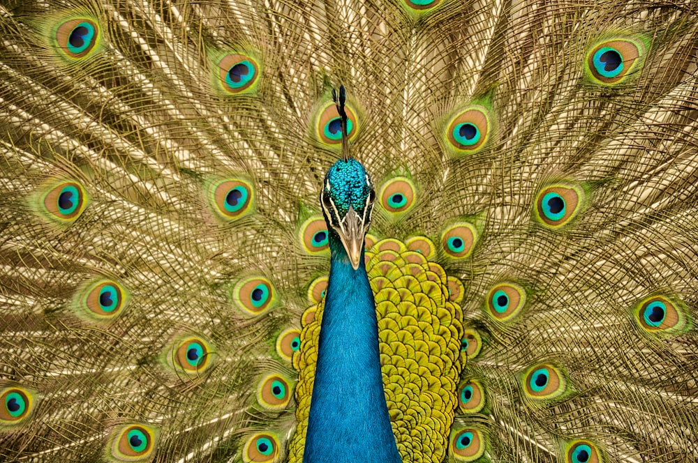 blue and yellow peacock illustration