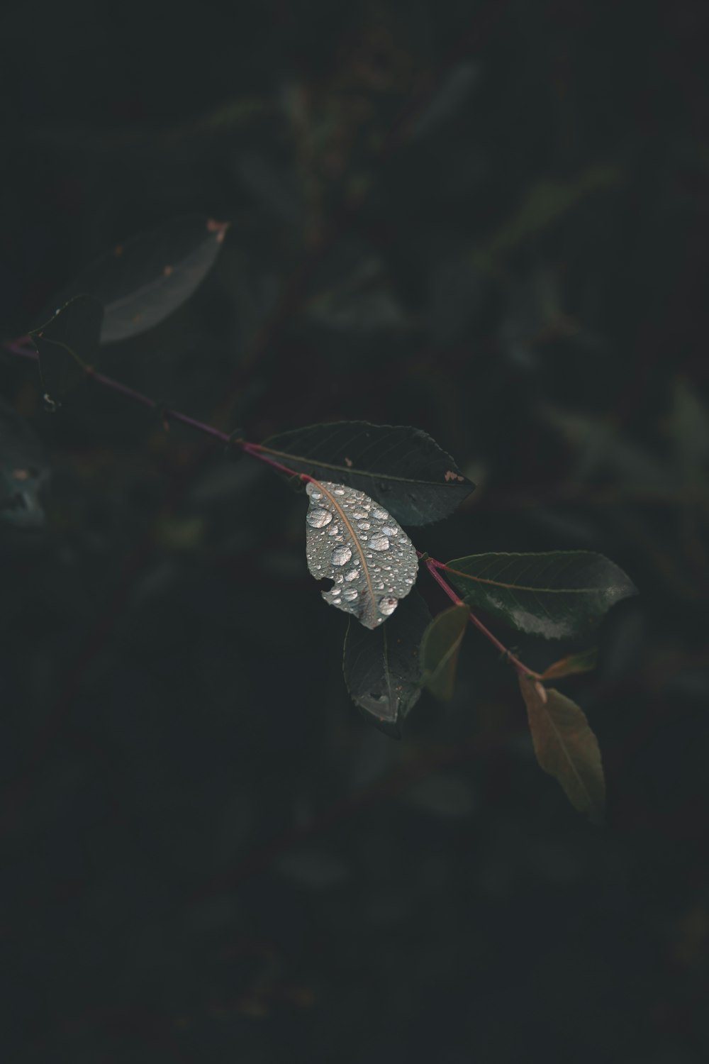 green-leafed plant