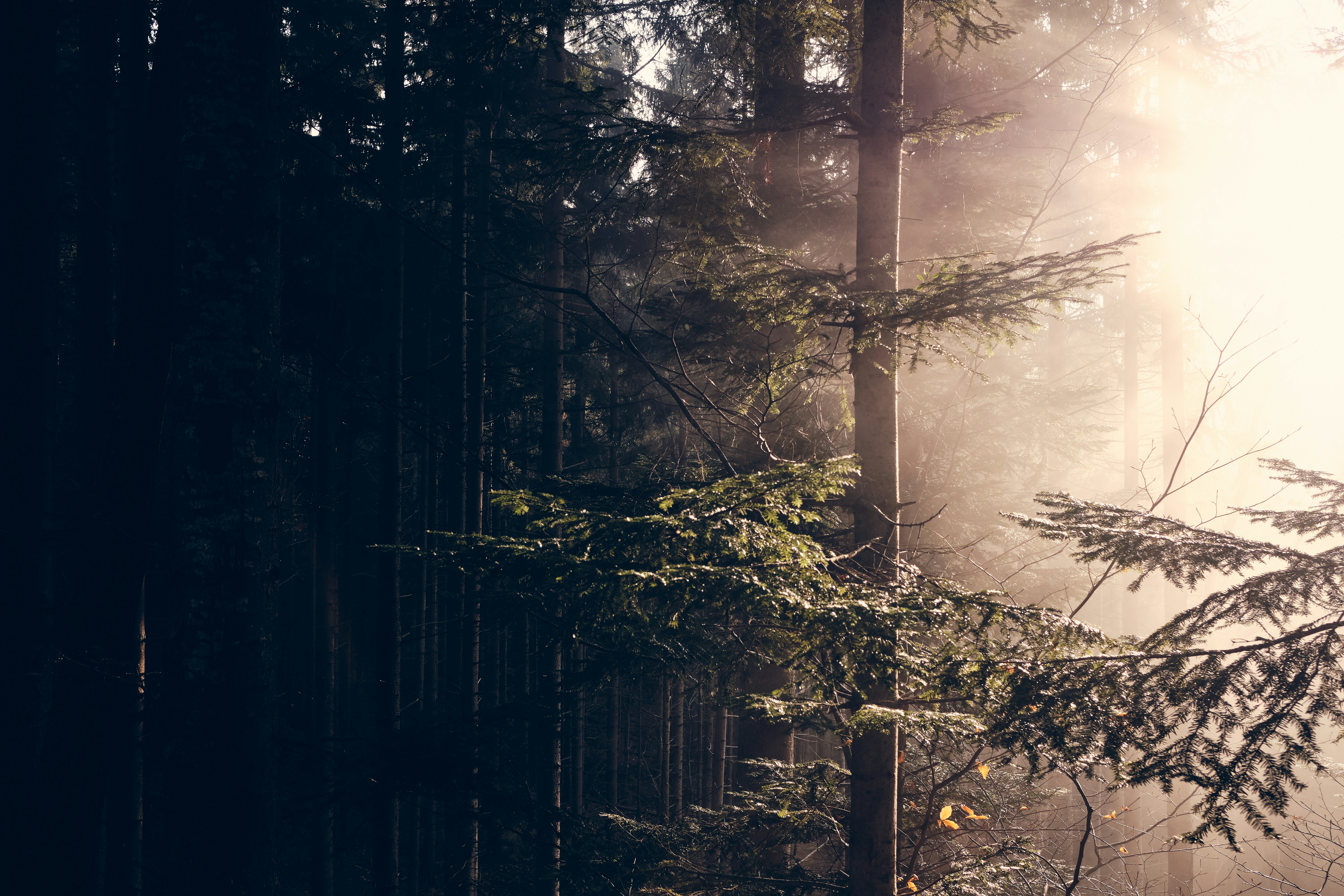 Photo by kristjankotar