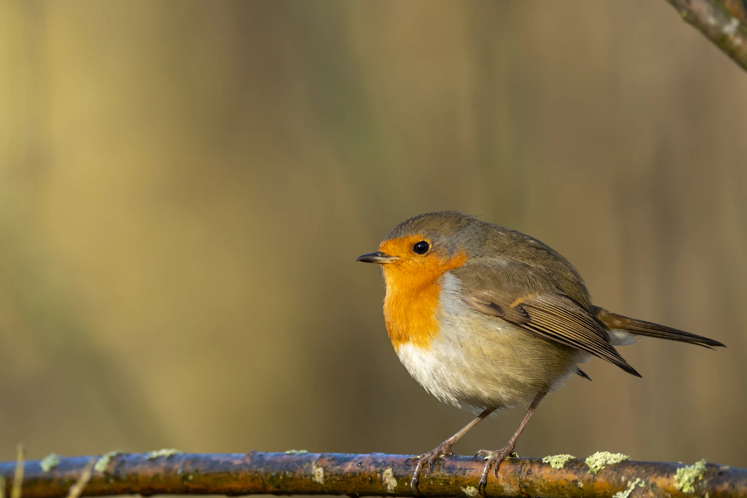 A European robin perched on a lichen-spotted twig, its orange breast lit by low morning sun against a soft olive background