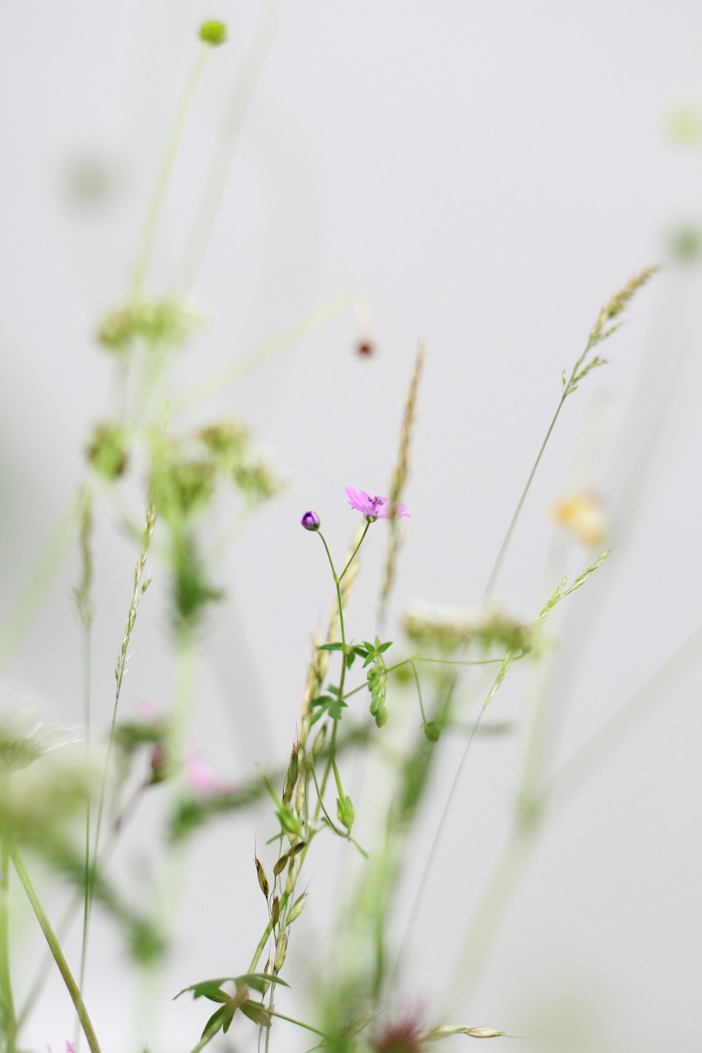 selective focus photography of pink petaled flowers