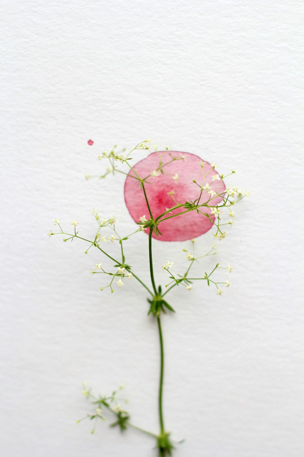 white petaled flower