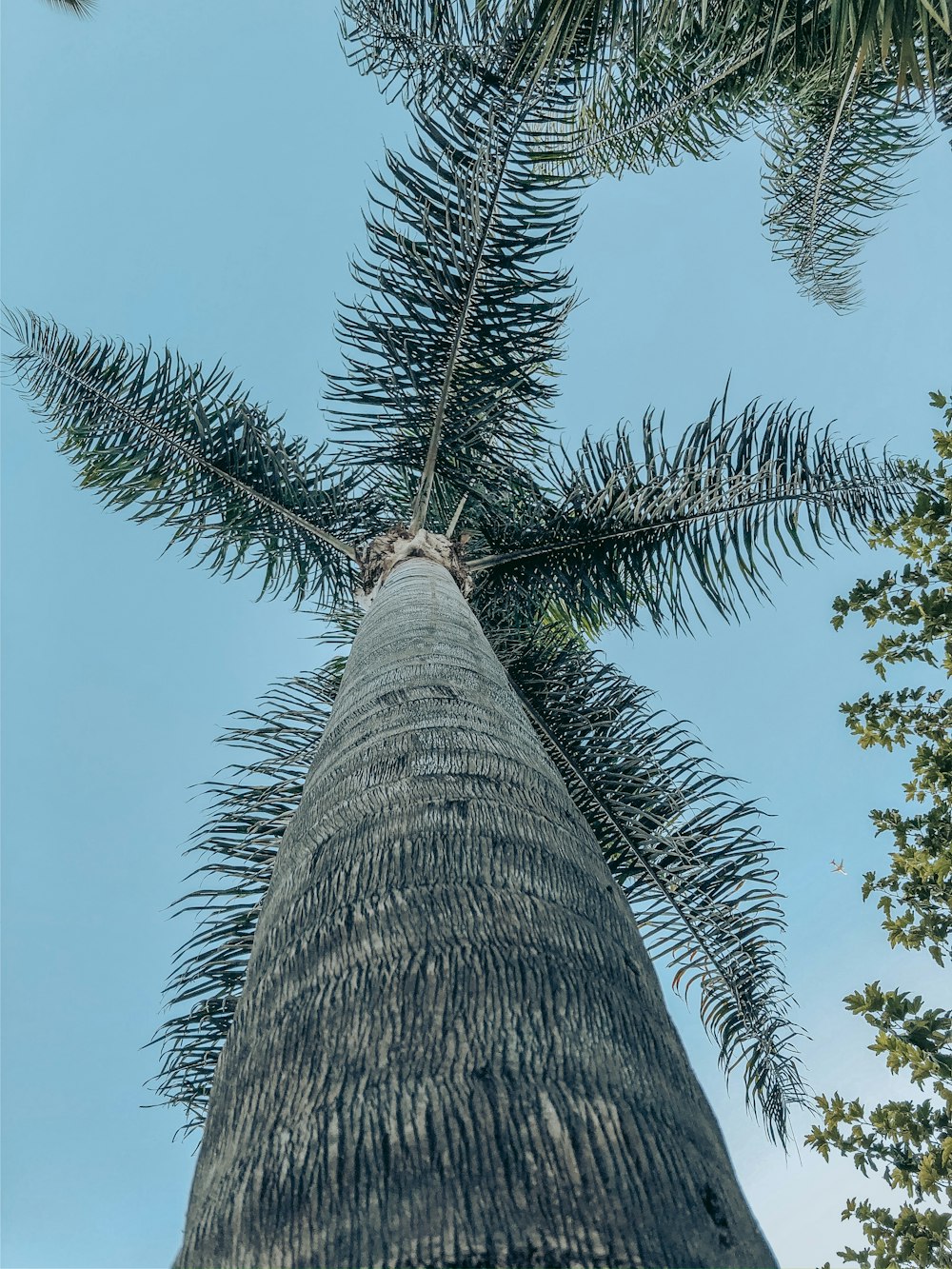 low-angle photography of green coconut trees