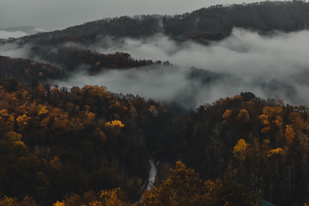 aerial photography of forest during daytime