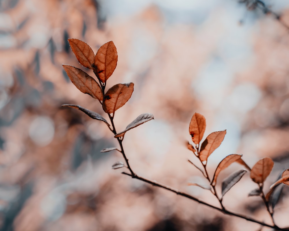 closeup photo of brown leaf