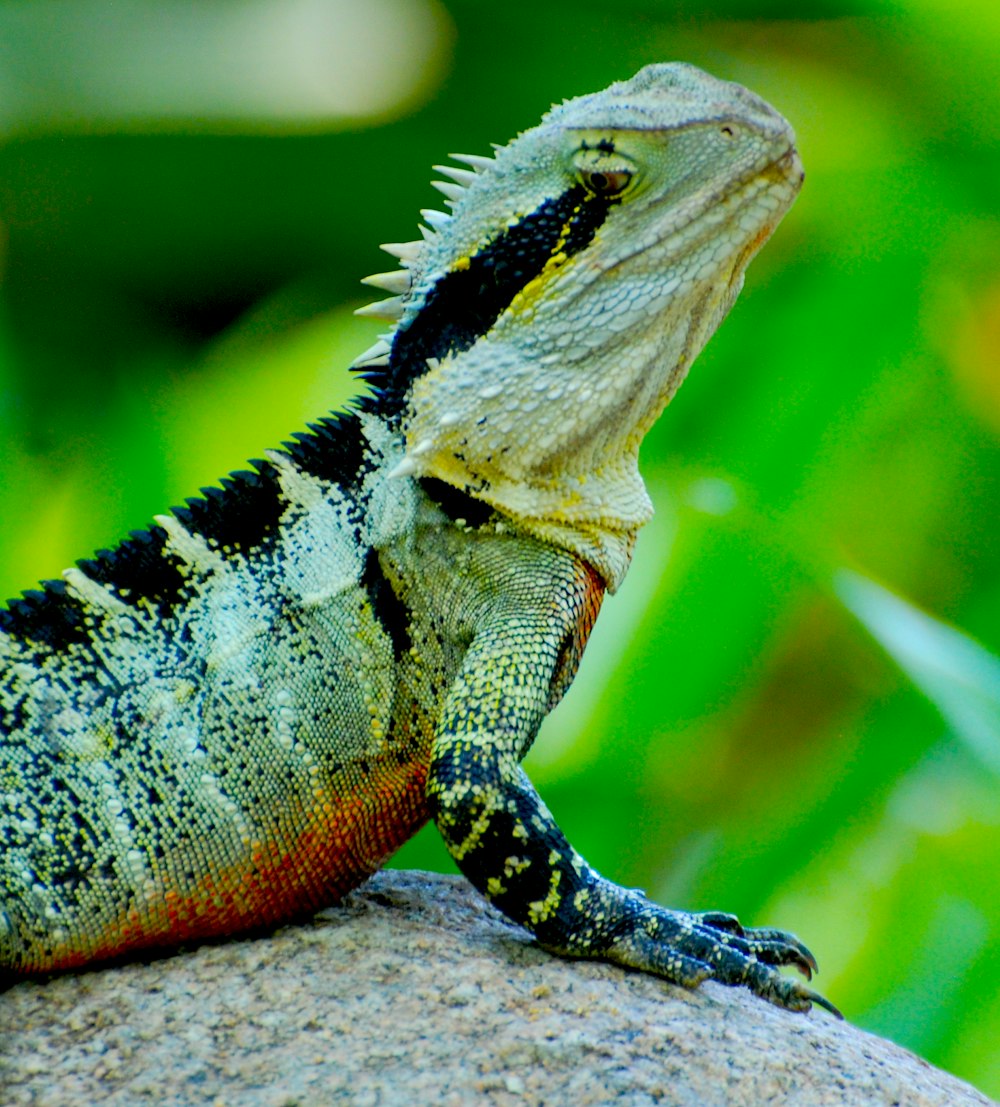 iguane vert et noir