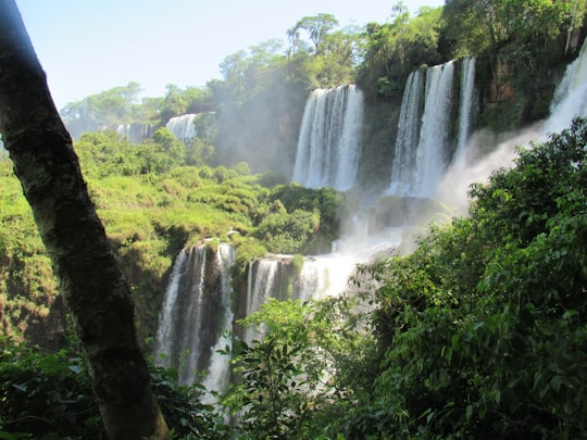 green trees surrounding waterfalls in Foz do Iguaçu Brasil