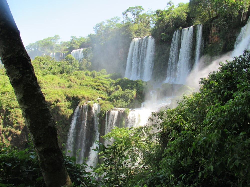 green trees surrounding waterfalls