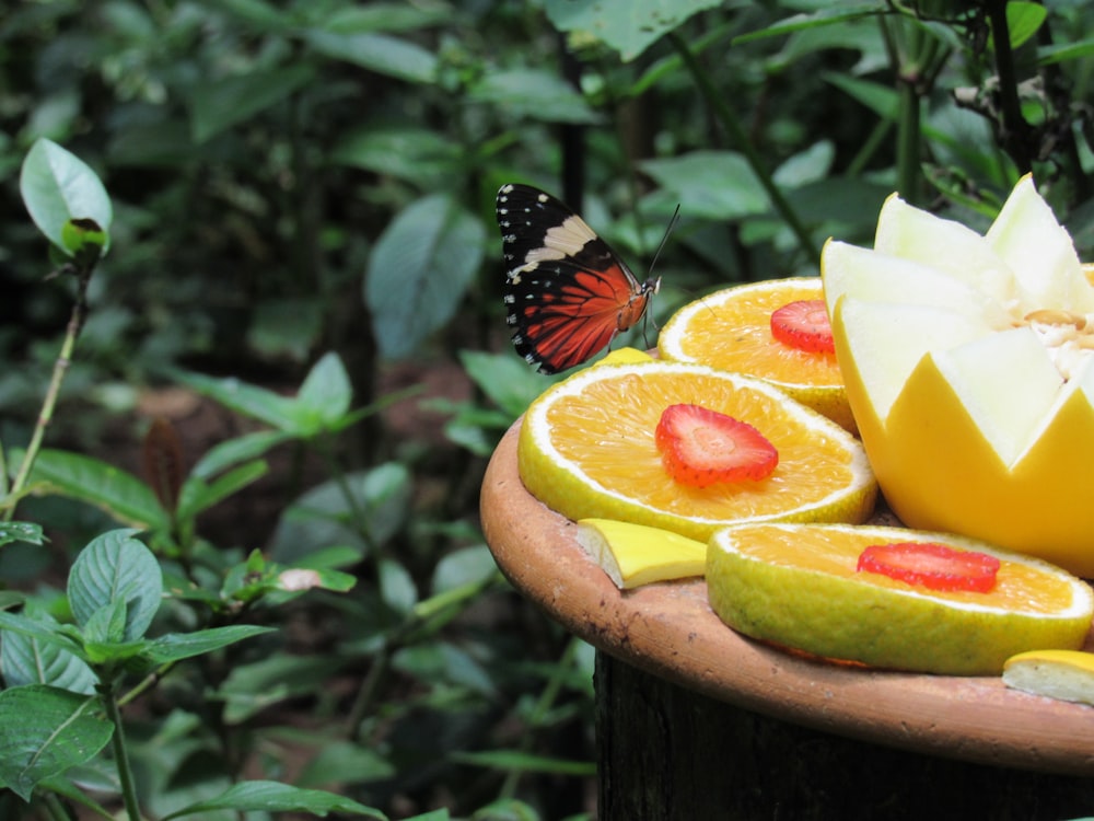 selective focus photography of butterfly on sliced fruits