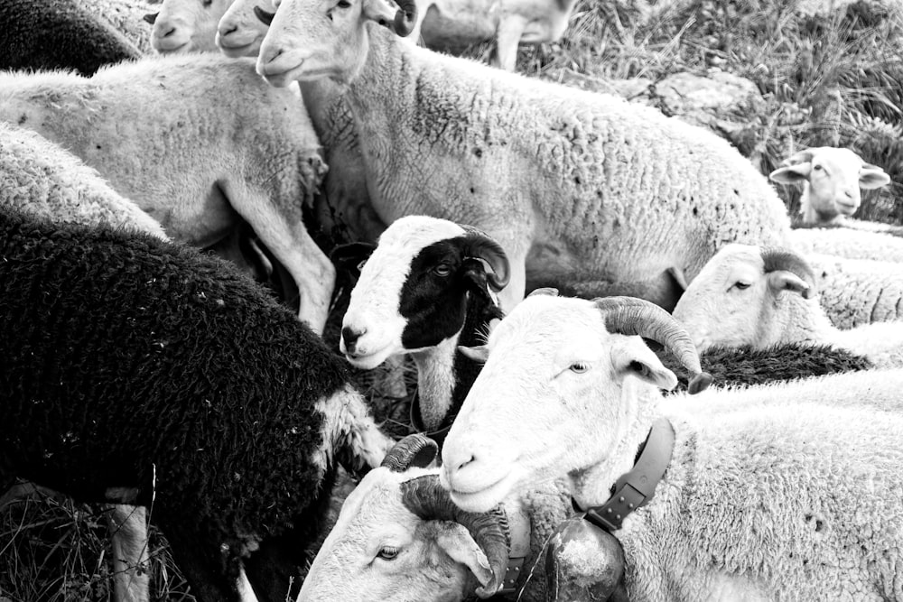 grayscale photography of group of goats