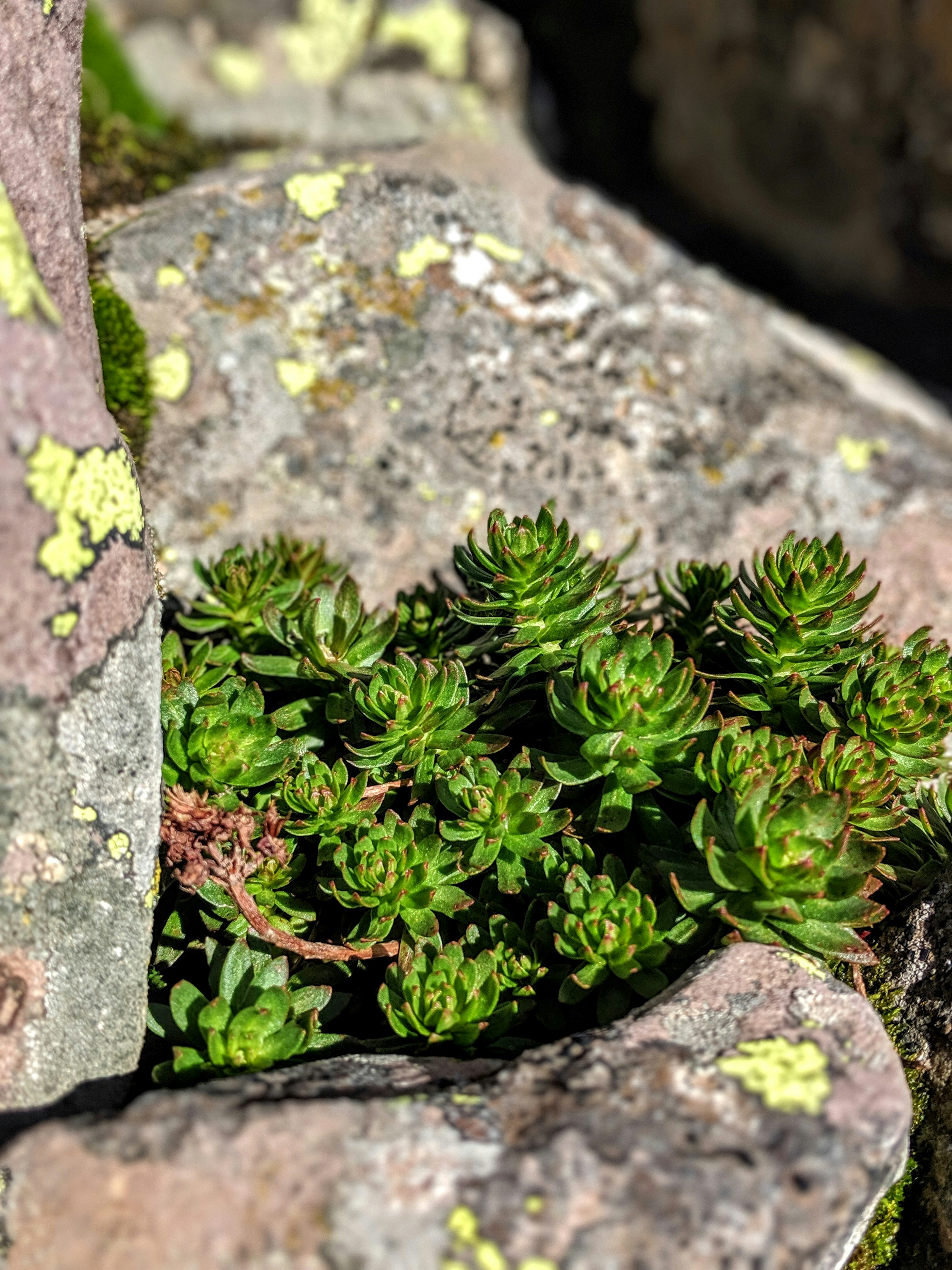 Best Drought Tolerant Ground Cover Plants for a Low-Water Garden