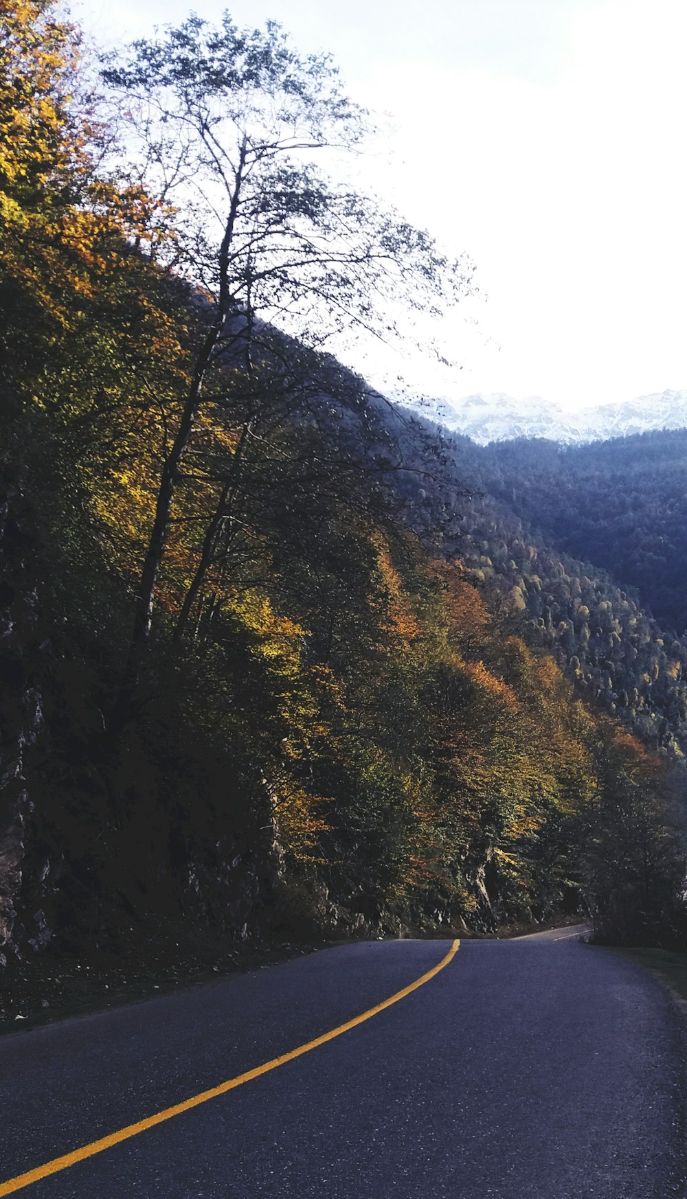 road between trees during daytime