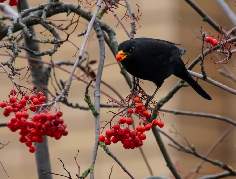 selective focus photography of black bird on tree