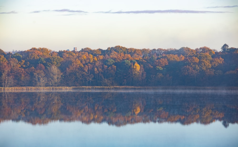 réflexion des arbres sur le plan d’eau pendant la journée